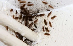 Logement insalubre infestation de cafards