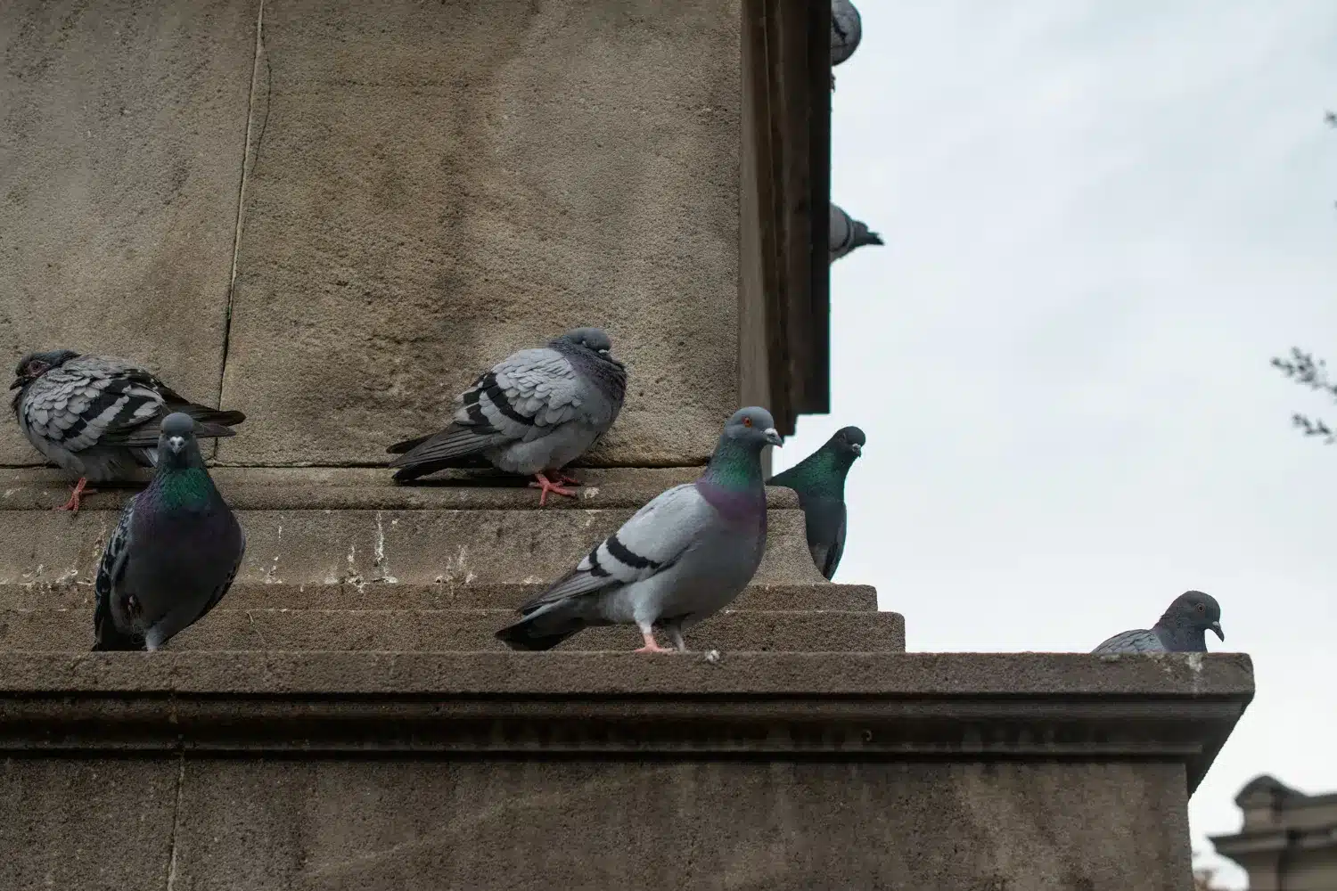 Pigeons fientes sur clocher eglise