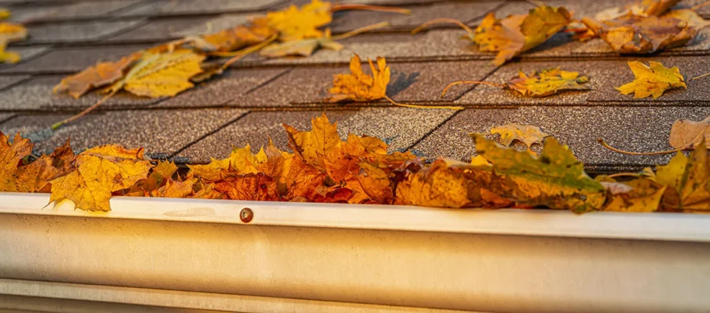 Feuilles mortes gouttière automne
