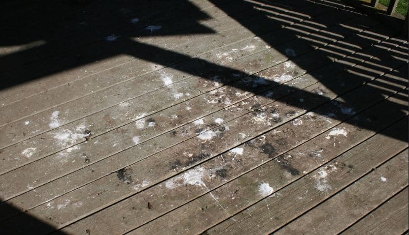 Fientes piegons corrosives surfaces terrasse