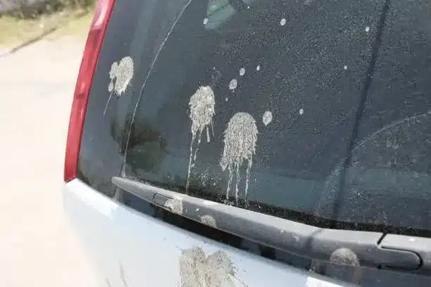Nettoyage des fientes de pigeons selon les srufaces : nettoyage voiture
