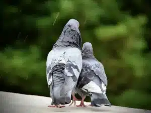 Dangers des fientes de pigeons