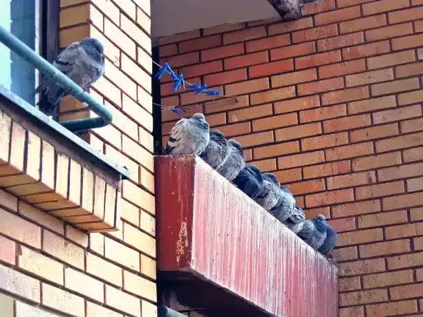 Fientes pigeons et dégradation des matériaux et des surfaces