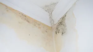 Infiltration eau moisissure