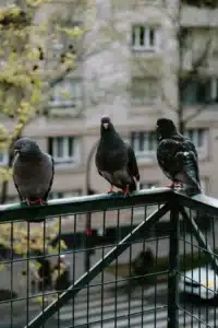 Attrait pigeons pour balcons : des perchoirs stables