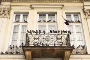 Pigeons : oiseaux sociaux
