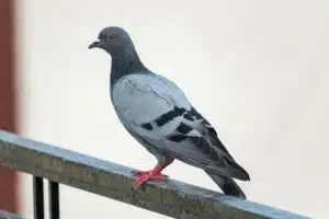 Nettoyage fientes de pigeons sur un balcon