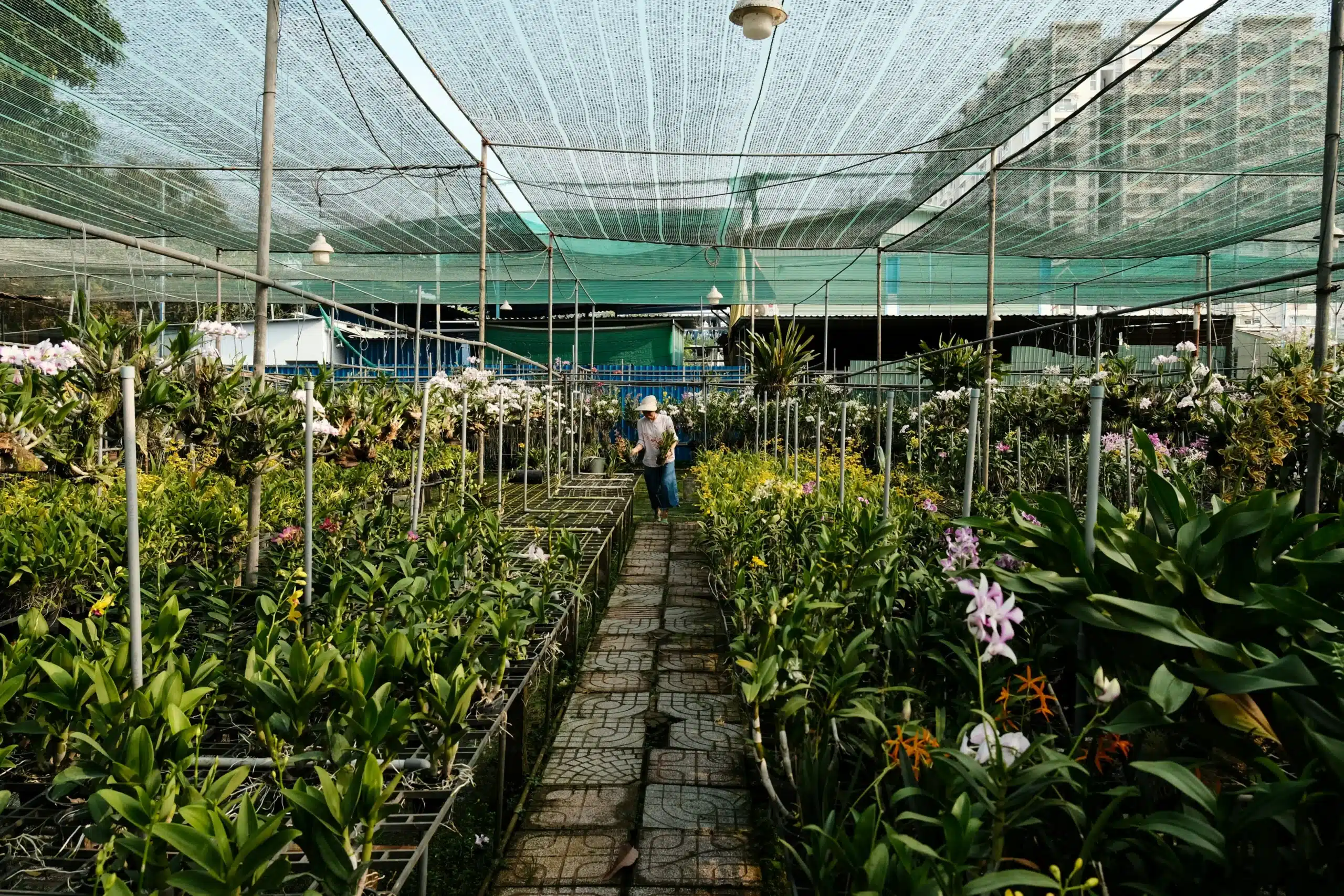 Nettoyage serres agricoles tous types cultures