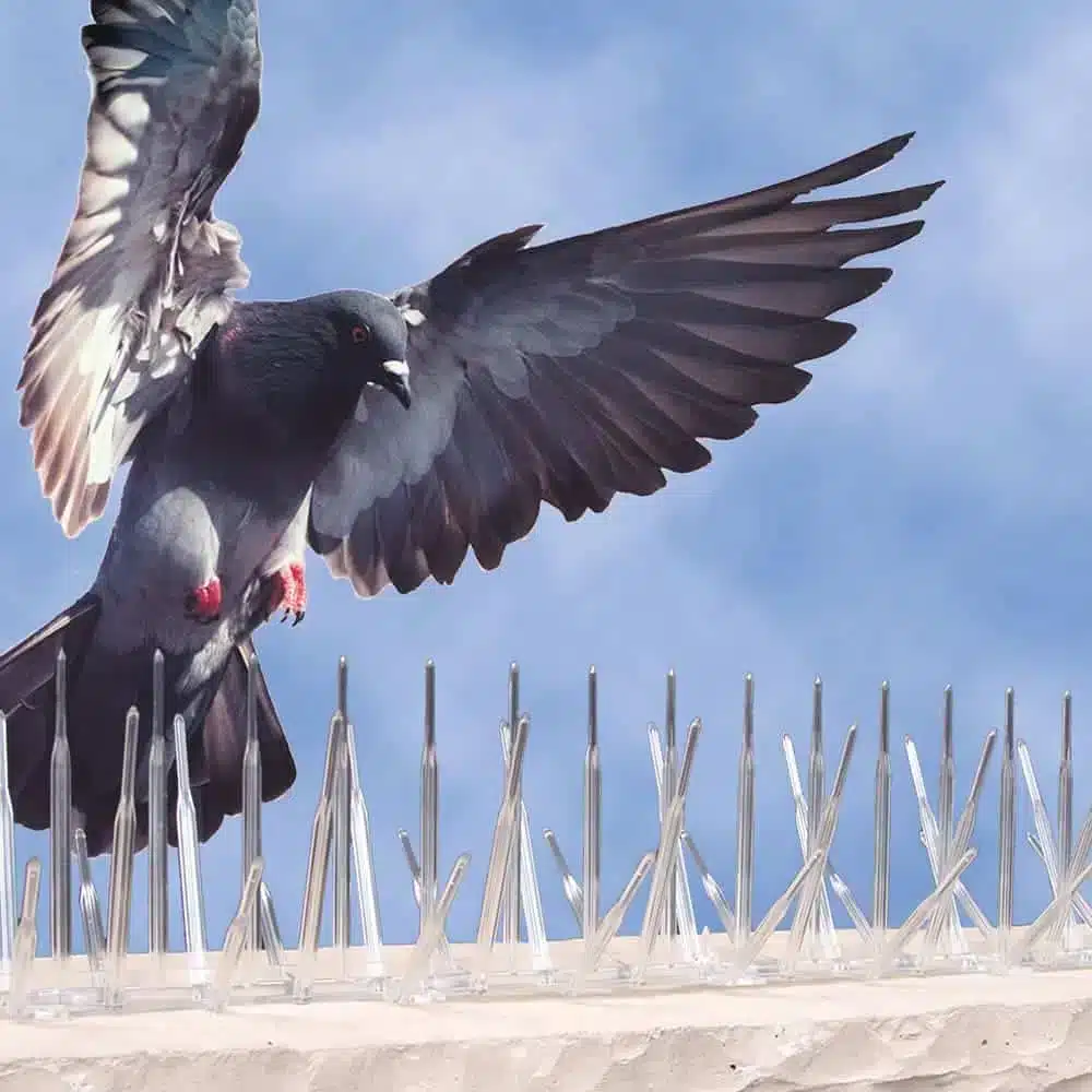 Lutter contre le retour des pigeons et de leurs fientes sur votre terrasse